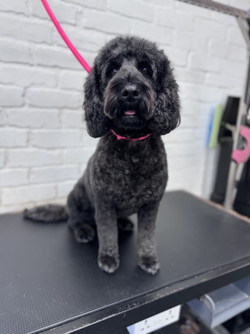 A freshly groomed black cockapoo in a pink lead sitting on the grooming table against the salon's white brick wall