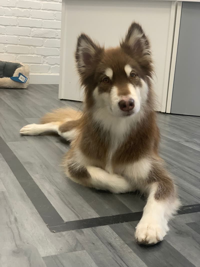 A brown-and-white fluffy collie-type dog lying on a grey wooden floor indoors