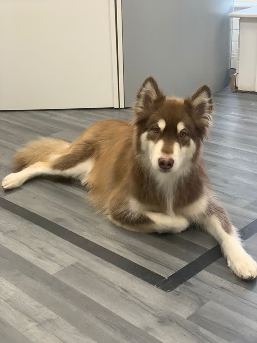 A brown-and-white fluffy collie-type dog lying on a wooden floor after a groom
