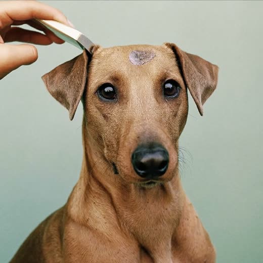 A wiry-coated terrier tidied up after a hand-strip